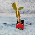 Schlumbergera Thor Vita (Декабрист)