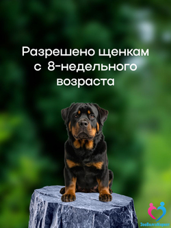 Рабектра 500 мг жевательная таблетка против блох и клещей для собак весом 10-20 кг, 1 таблетка