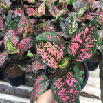 Аглаонема PINK GOLDSTAR (A130)