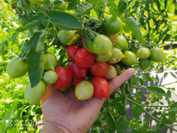 Гераниум кисс (Geranium kiss) сорт томата