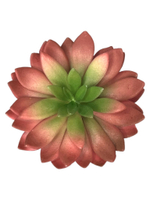 Суккулент 113 красный