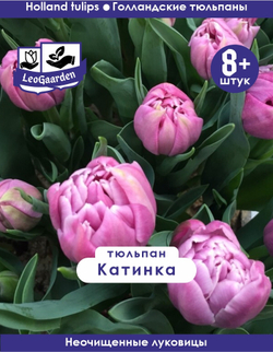 Тюльпан Луковица, Катинка, 8+ шт