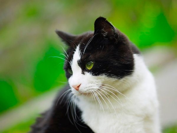 Фильмы о кошках и котах
