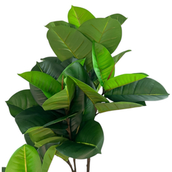 Фикус эластика зеленый 135 см.