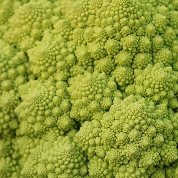 ПУНТОВЕРДЕ F1 семена капусты цветной Rijk Zwaan купить – фото 6