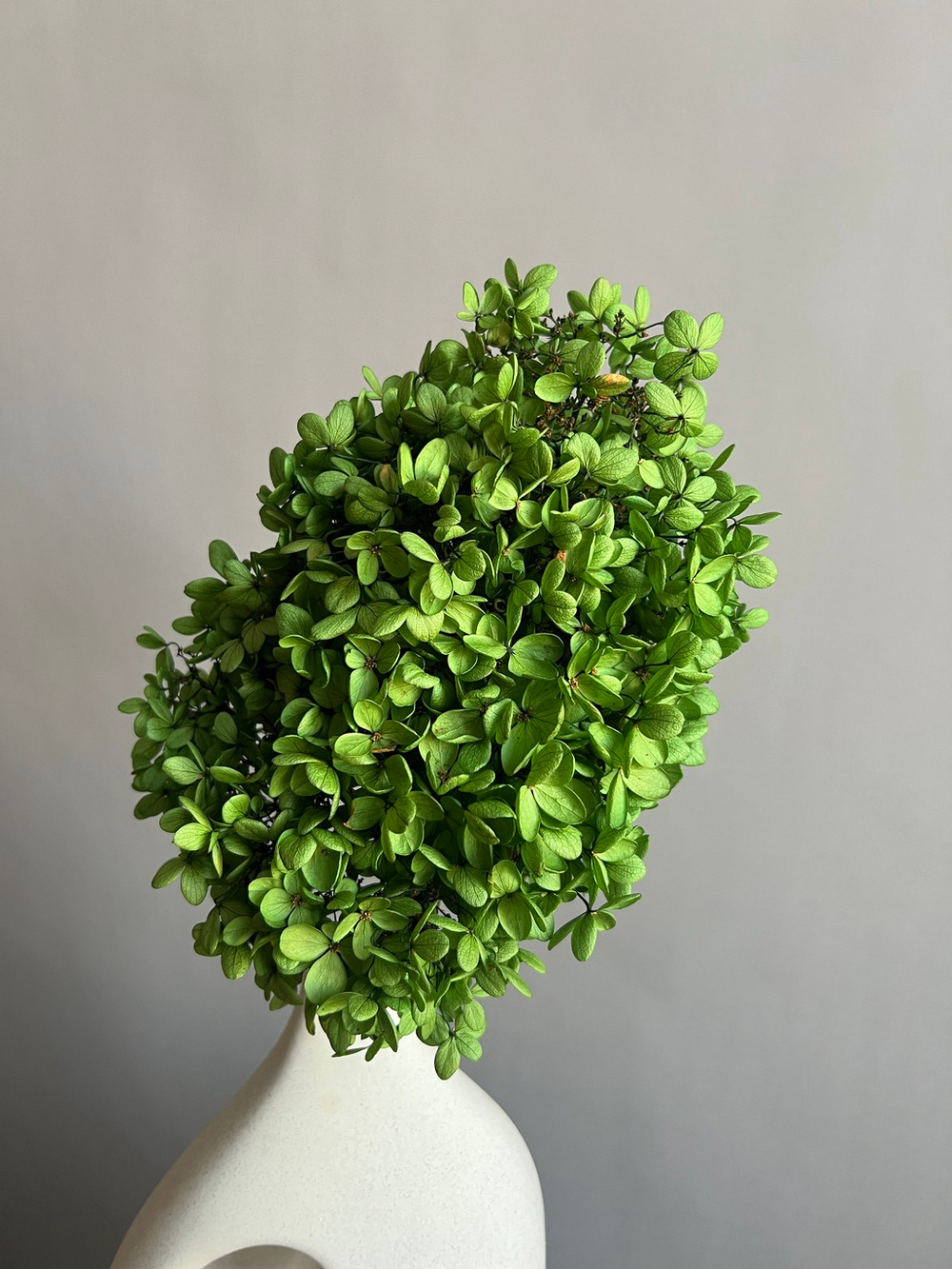 Гортензия стабилизированная зеленая крупнолистная