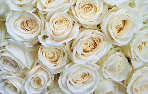 Дизайнерские №893 Фотообои и Фрески