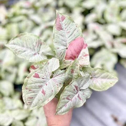 Сингониум MILK CONFETTI