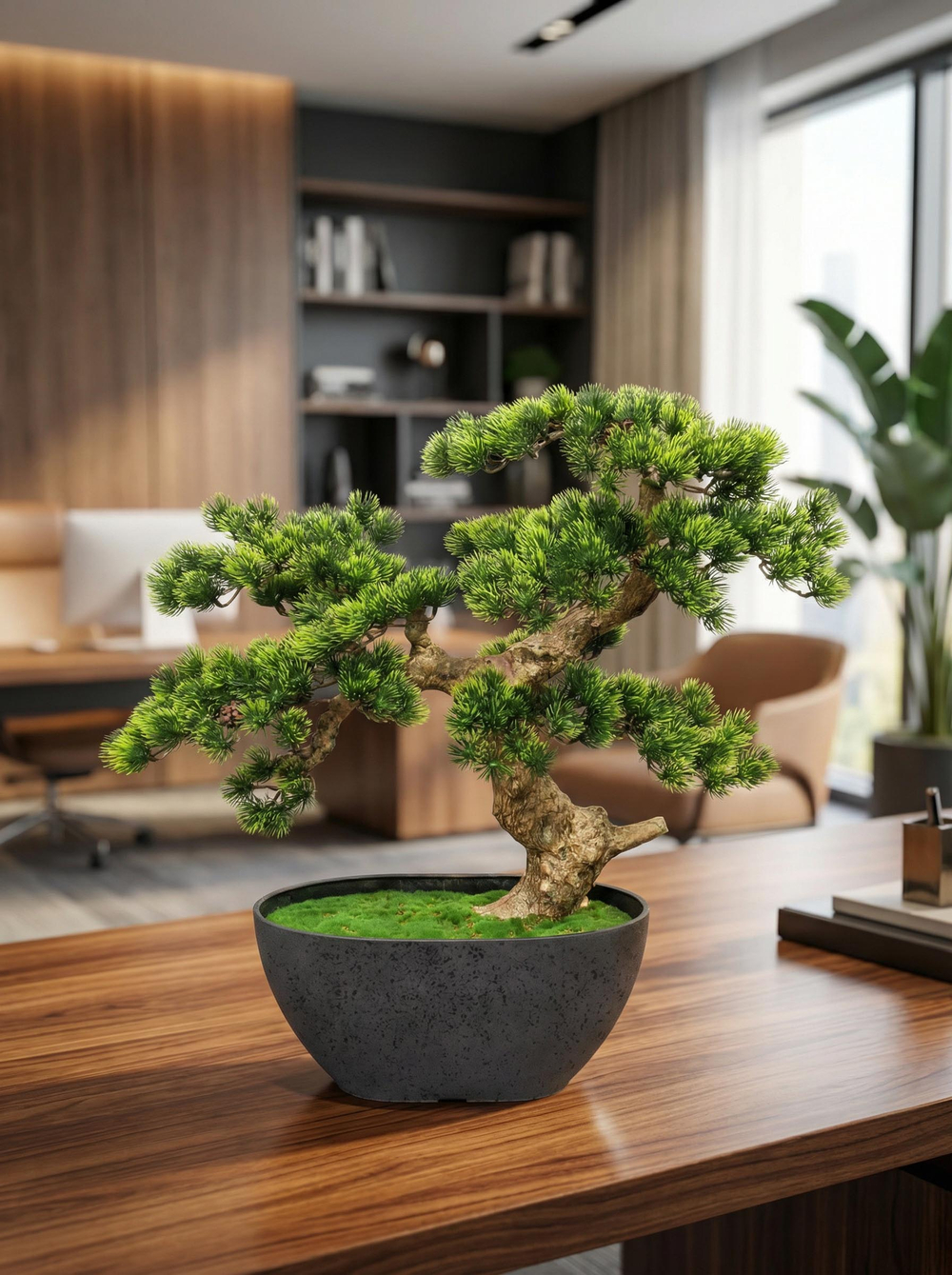 Бонсай Сосна Японская Малая в кашпо