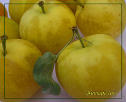 Яблоня Янтарь