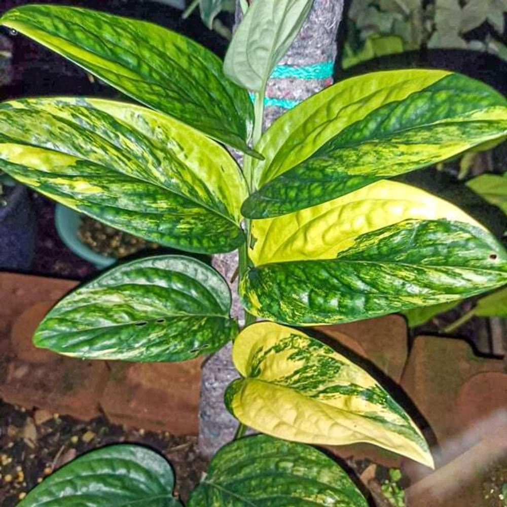 Монстера KARSTERIANA VAR