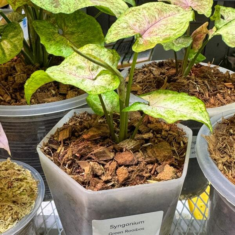Сингониум GREEN ROOIBOS
