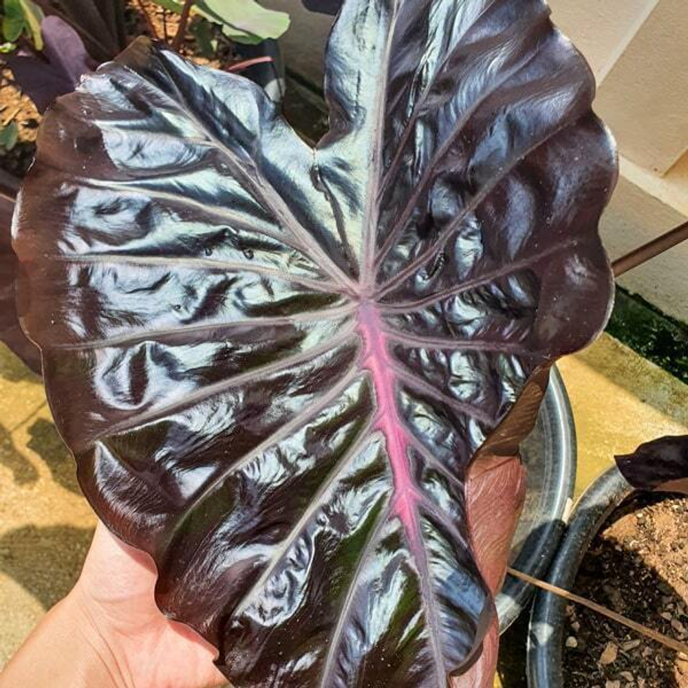 Колоказия BLACK PRINCESS