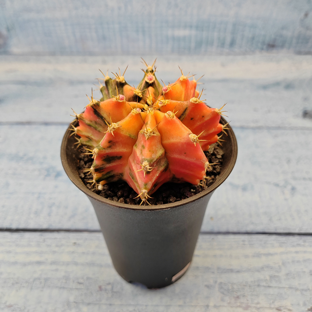 Gymnocalycium Variegata (Гимнокалициум Вариегатный)