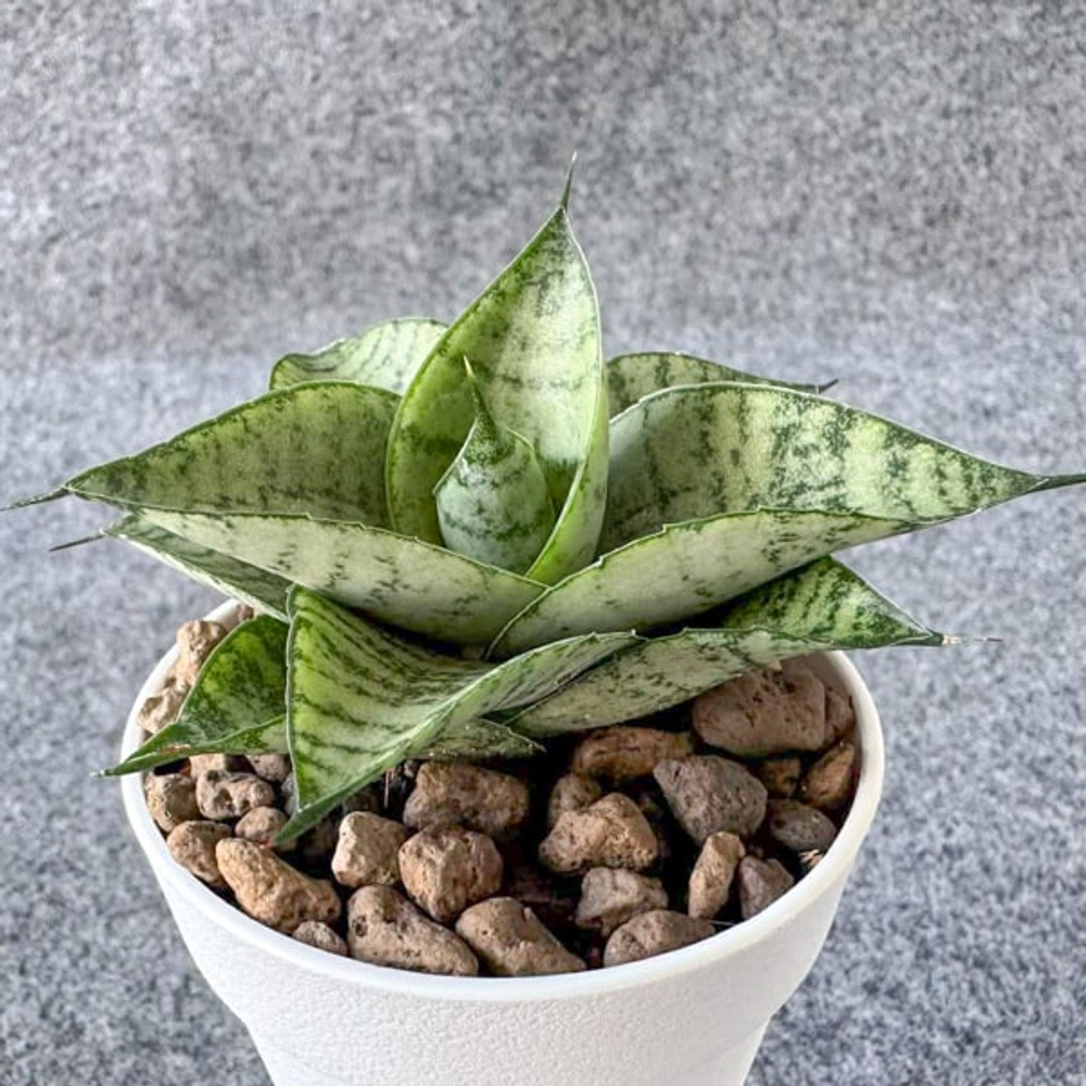 Сансевиерия FROZEN ROSE