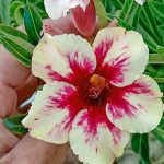 Адениум обесум 253 Ngọc Ngân 2