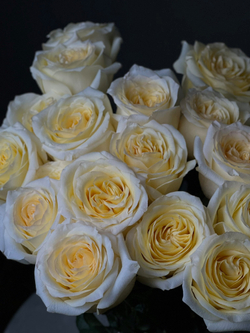 Пионовидные розы сорт «CANDLELIGHT» (Эквадор)