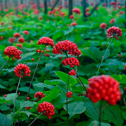 Женьшень (корень) 100г