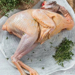 Птица