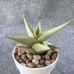 Сансевиерия MILANO