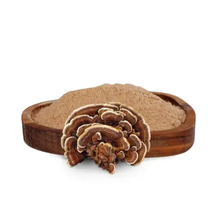 Траметес мицелий 100 гр.