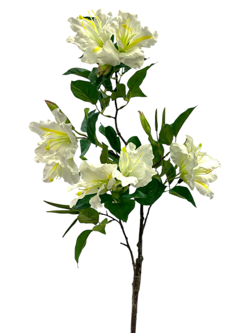 Альстромерия белая