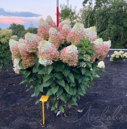 Гортензия метельчатая Red Velvet