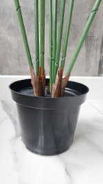 Пальма Хамедорея 120 см без кашпо / Арт 3091