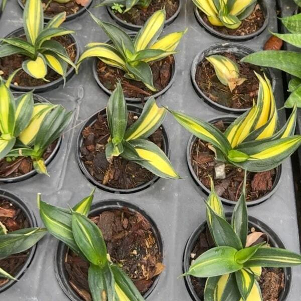 Сансевиерия SEASTAR