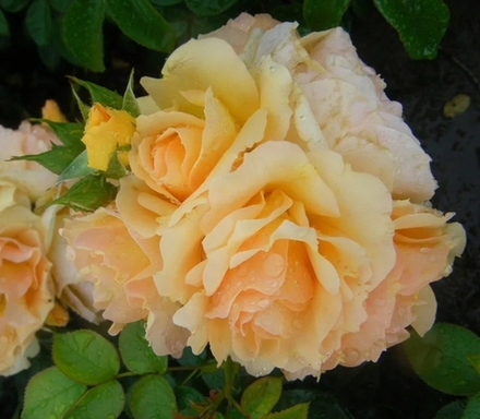 Роза Ханзештадт Росток Rosa Hansestadt Rostock