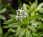Подмаренник душистый. Galium odoratum.