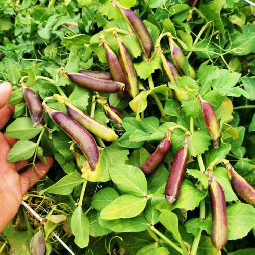 Императорский Чёрный Сахарный Снеп Горох - Imperial Black Sugar Snap Peas