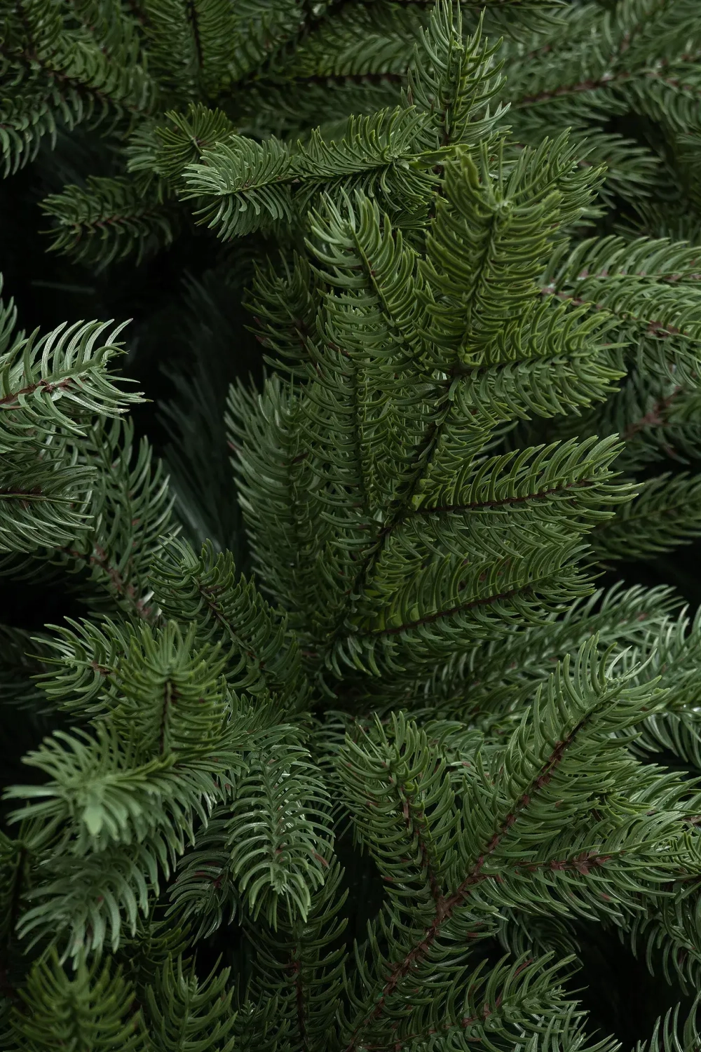 Искусственная ель Адмиралтейская 4 м., литая хвоя + ПВХ, ЕлкиТорг (200400)