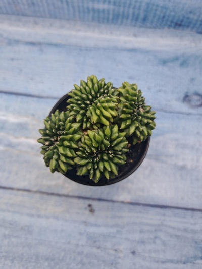 Gymnocalycium Spineless Crested form (Гимнокалициум Кристатный)