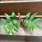 Монстера SUBPINNATA