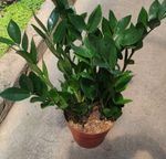 Замиокулькас (Долларовое дерево), диаметр 14см, 17см, 21 см