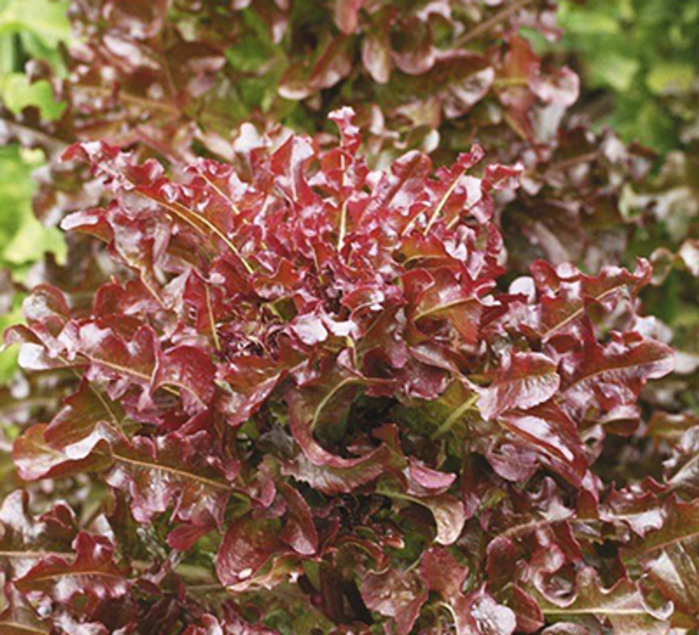 Салат Уно моменто 0,3г листовой Ц НК