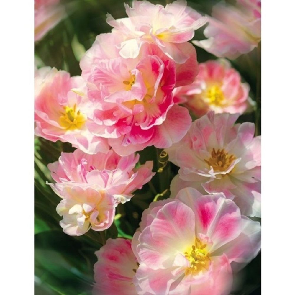 Соцветие 196x260 см