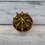 Gymnocalycium Friedrichii (Гимнокалициум)