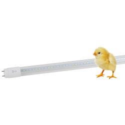 Фитолампа для растений светодиодная ЭРА FITO-18W-Ra90-Т8-G13-NL полного спектра 18 Вт Т8 G13 | Фитолампы T8