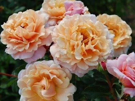 Шато Де Вамаркус (Chateau De Vaumarcus)