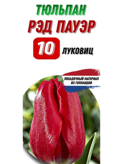 тюльпан Рэд поуэр 10 луковиц