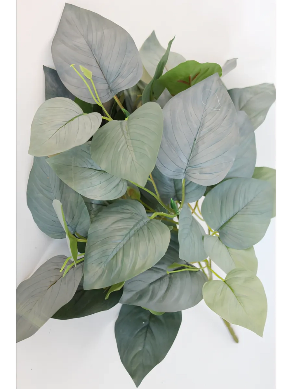 Куст сирени