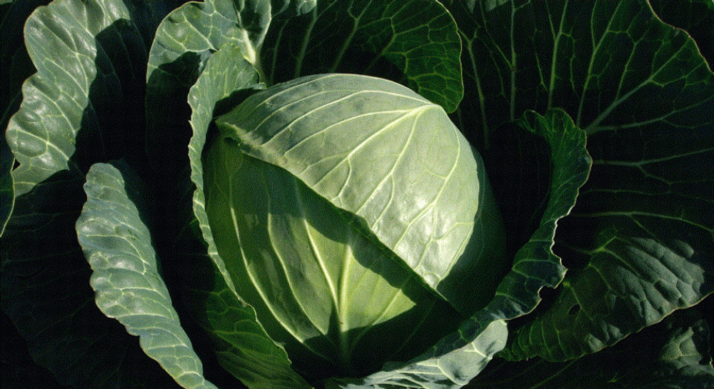 Тобия F1 семена капусты белокочанной (Seminis / Семинис)