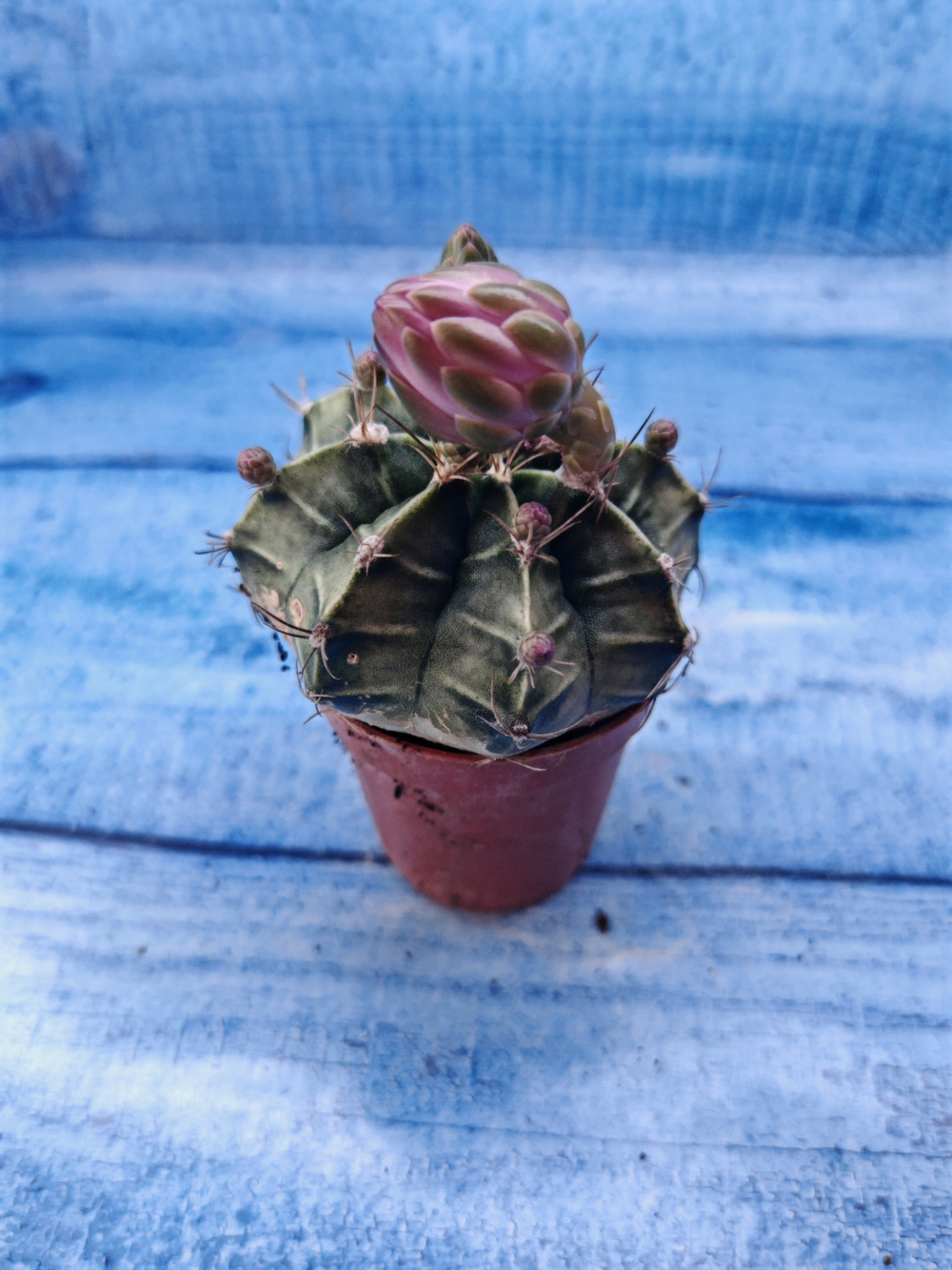 Gymnocalycium Friedrichii (Гимнокалициум)
