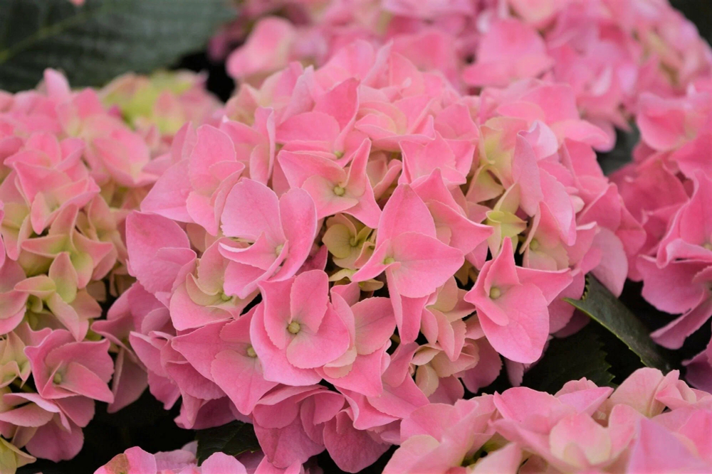 AMORE ROUS (Стандарт поставки Р9)2025г.