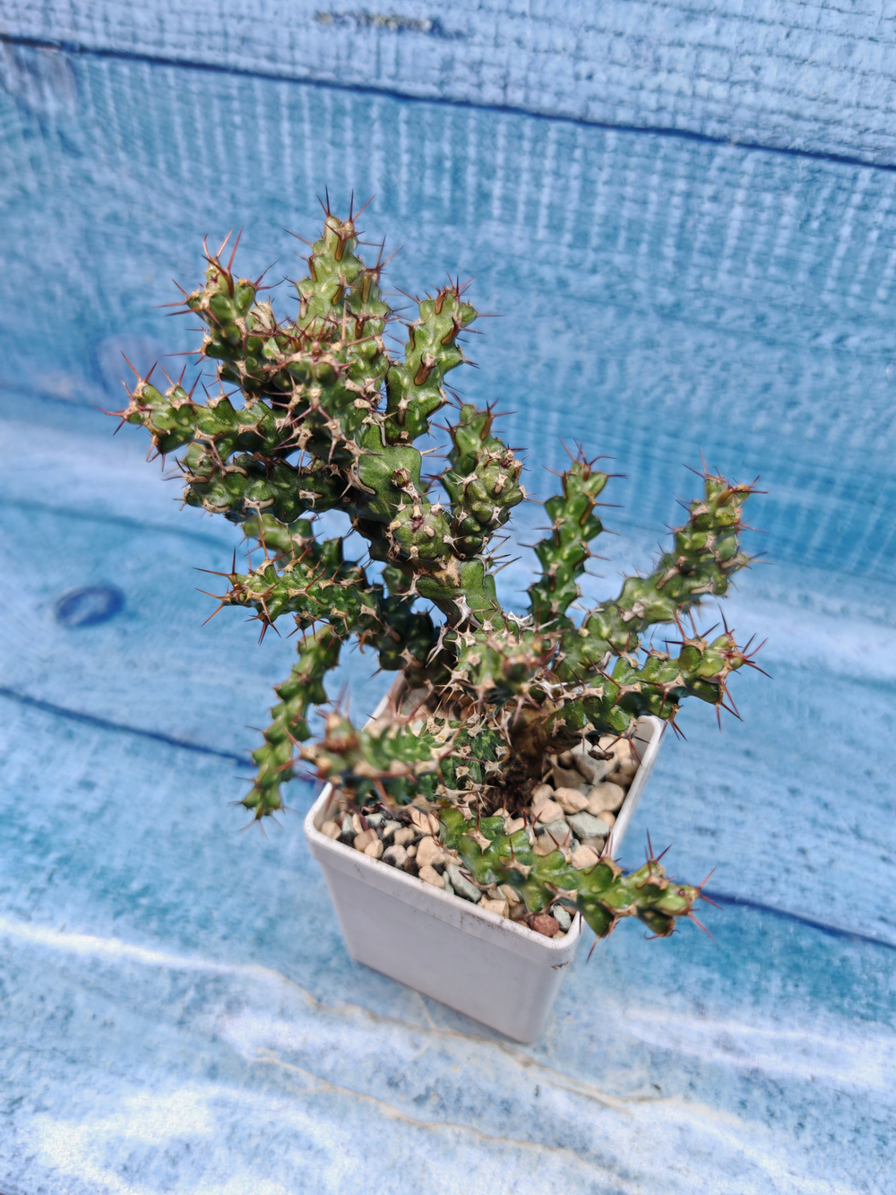 Euphorbia Lenewtonii (Эуфорбия)