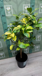 Лимон Variegato Giallo