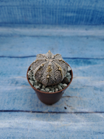 Astrophytum Asterias "Super Kabuto" (Астрофитум)