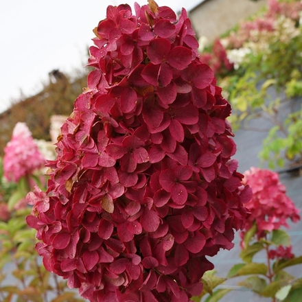 «Мэджикал Файер» (Magical Fire) Метельчатая Гортензия Р9